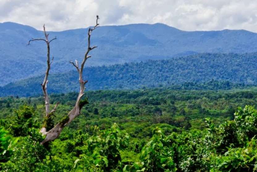 Hutan Sekunder