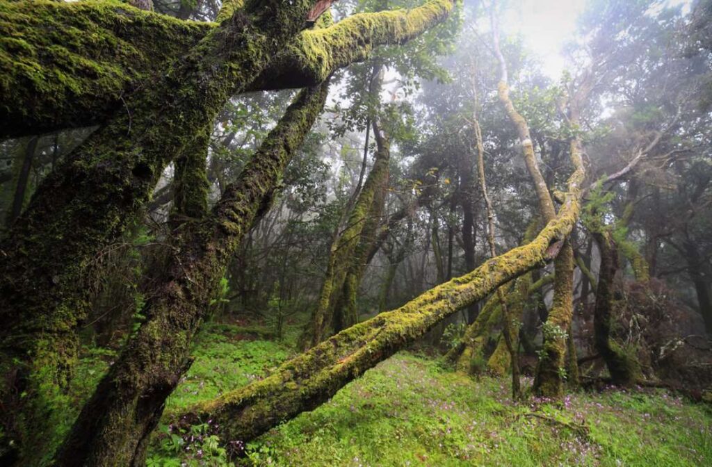 Proses Terbentuknya Hutan Sekunder