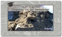 Tanah Organosol: Pengertian, Ciri, Pembentukan, dan Manfaatnya