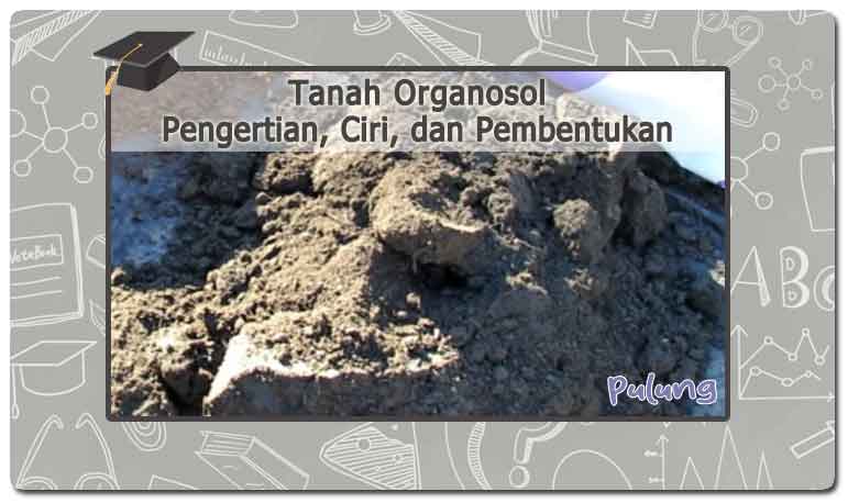 Tanah Organosol: Pengertian, Ciri, Pembentukan, dan Manfaatnya