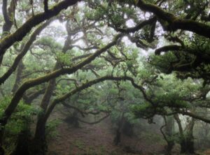 Upaya Pelestarian Hutan Sekunder